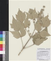 藏品(臺灣草牡丹)的圖片